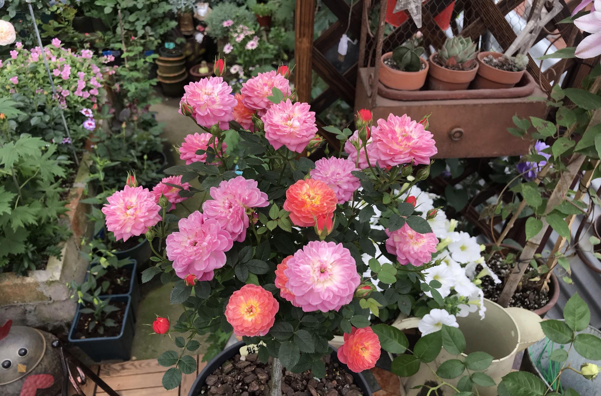 365朵玫瑰花视频教程,从零开始,亲手折出满满的爱 365朵玫瑰花视频教程,从零开始,亲手折出满满的爱